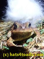 /home//u458753944/public_html/sourcegallery///Roxborough Toad Detour/2022/2022-04-14 and 04-13/P4140993.JPG